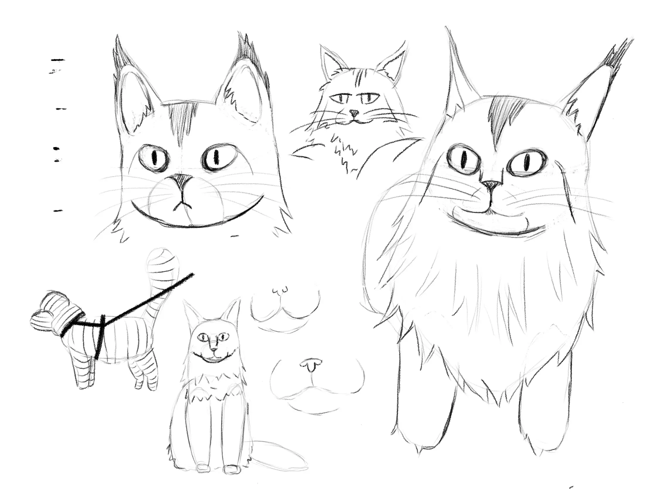 Studies of a Maine Coone cat